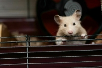 Требования к условиям в зоомагазинах определит Правительство