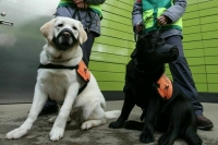 Для выгула собак-поводырей снимут ограничения