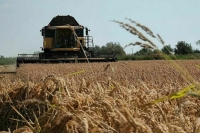 В Крыму впервые за восемь лет вырастили урожай риса