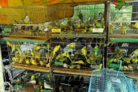 Правила продажи животных с 1 марта 2023 года станут строже