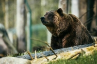 Следить за дикими животными России можно будет на одном сайте