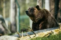 Следить за дикими животными России можно будет на одном сайте