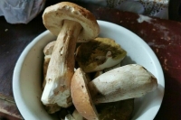 Врачи рассказали, кому не стоит есть грибы