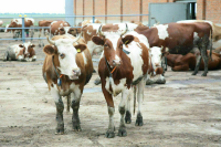 Борьбу с особо опасными болезнями животных усилили