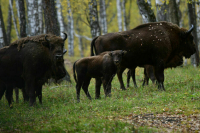 В России ввели новые штрафы за нарушения правил борьбы с карантинными болезнями животных