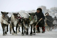 Северные общины предлагают наделить статусом сельхозпроизводителей