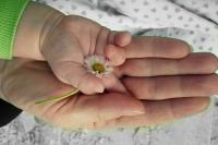 Депутаты ЛДПР предложили ввести новую категорию освобожденных от мобилизации