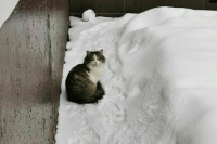 В ночь на понедельник в Москве выпадет первый снег