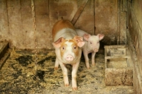 Верховный суд решал, кто заплатит за мертвых свиней