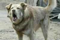 Что делать, если лает соседская собака