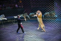 Эдгард Запашный попал в больницу после нападения тигра