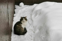 Вильфанд предупредил москвичей о приходе январских морозов к концу недели