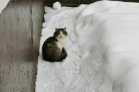 Высота сугробов в Москве достигла 11 сантиметров