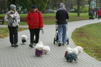В России предложили ввести обязательную стерилизацию домашних животных