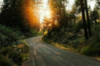 Лесопарковый пояс Армавира увеличится почти на гектар