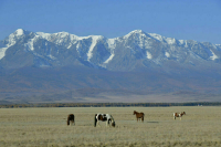 В кабмине подготовили правовую базу для создания системы экологического мониторинга в РФ