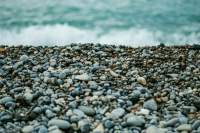 На побережье Каспийского моря в Дагестане нашли сотни мертвых тюленей