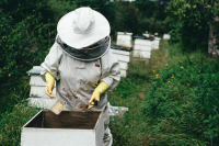 Суд признал за аллергиками право требовать демонтажа соседской пасеки