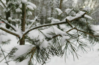 Жителям Тульской области пообещали январские морозы на рабочей неделе 