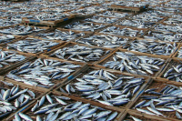 Греция получит от ЕС 364 млн евро на развитие рыболовства до 2027 года