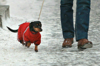 Как защитить лапы собак от холода и реагентов