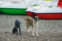 В Петербурге приняли закон о разграничении полномочий в сфере обращения с животными