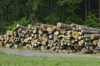 Цены на пиломатериалы в Белоруссии снизились почти на 30 процентов