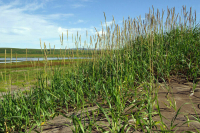 Трава, как шелк