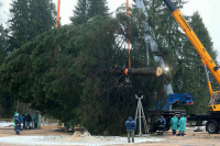 В Подмосковье спилили «кремлевскую» елку