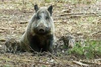 Дикие кабаны снова попали в немилость