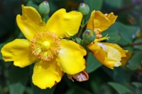 Заготавливать дикоросы предложили разрешить без оформления аренды участка леса