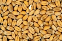 Оформление генетических паспортов для семян предложили отложить на год