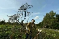 Штрафы за нескошенный борщевик хотят увеличить в десятки раз