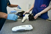 В МВД предложили ограничить оборот используемого в ветеринарии тилетамина