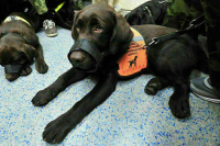 Министра труда просят позаботиться о собаках-проводниках, вышедших на пенсию