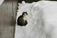 В выходные в Москве выпадет около трети от месячной нормы осадков