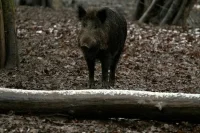 Численность диких кабанов снова планируют сократить
