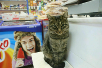 Специалист рассказала о подорожании в России кормов для животных