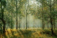 Лесной реестр предложили дополнить сведениями об объектах культурного наследия