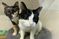 Торговцев животными обяжут оборудовать места для их кормления, отдыха и сна