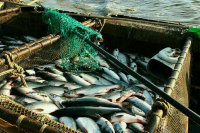 Сенаторы поддержали поправки о контроле за инвестициями в сфере вылова водных ресурсов