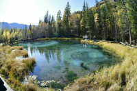 Совфед одобрил введение запрета на перенаем и субаренду лесных участков