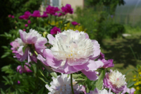 В развитии Экодиктанта предложили поучаствовать ЮНИДО