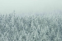 СМИ: В США из-за сильной бури погибли 50 человек