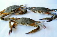 Сенатор Талабаева назвала главное преимущество закона о втором этапе инвестквот на вылов рыбы