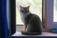 Мосгордума предложила запретить калечащие операции на животных в России