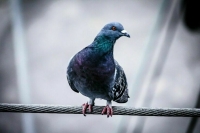 На Кубани выясняют обстоятельства гибели более 400 голубей на пшеничном поле