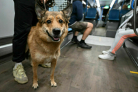 В России пропавших собак предлагают искать по морде