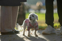 В России появится FACE ID для собак