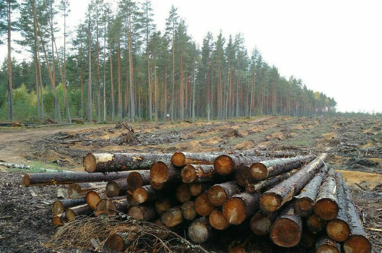 Изъятую древесину передадут Росимуществу
